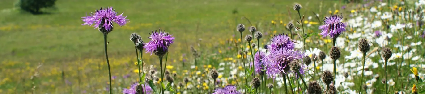 Heimans en Thijsse Stichting